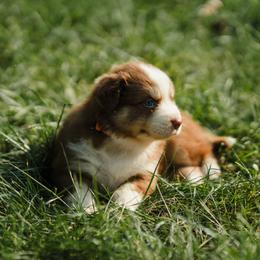 Boy 2 - male Australian Shepherd puppy in Albany, Indiana from Hughes Heritage Aussies