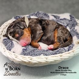 Gray Collar - Blue merle male Bernedoodle puppy in Jackson, Michigan from A Star is Born Doodles