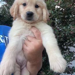 White collar - Golden female Golden Retriever puppy in Jesup, Georgia from Painted Platinum Retrievers (Painted Platinum Kennel) PPK