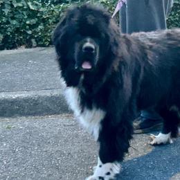 Lou Lou - Newfoundland