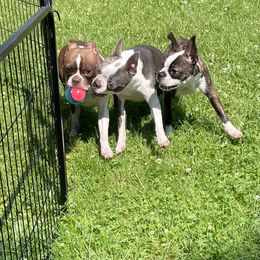 Boston Terrier Puppies from Angie's Little Bostons
