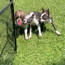 Boston Terrier Puppies from Angie's Little Bostons