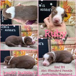 Ruby - Red tri-color female Australian Shepherd puppy in Purcell, Oklahoma from Lewis Aussie’s & Corgi’s