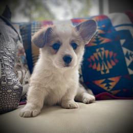 Hank - Red male Pembroke Welsh Corgi puppy in Woodland, Washington from MB Acres Corgis