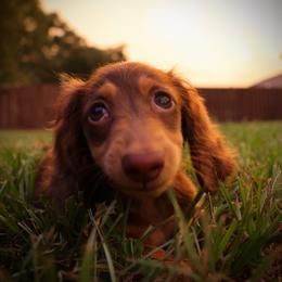 Dachshund Puppies from EntityDachs