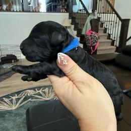 Boy 1 - Black male Poodle puppy in Lees Summit, Missouri from Divine K9s LLC