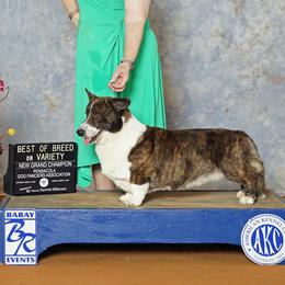 Cardigan Welsh Corgis from Pondside Kennels