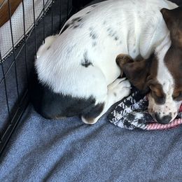 Snow White - Black brown and white female Basset Hound puppy in Willow Spring, North Carolina from Blackberry Creek Basset Hounds