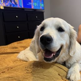 Nala - Golden Retriever