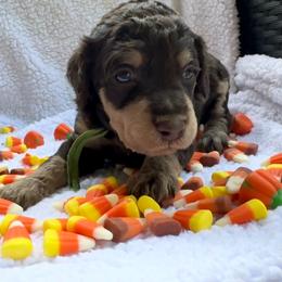 Harvest 1,605 AKC Standard Poodle - Phantom male Poodle puppy in Conway, Arkansas from Arkansas River Poodles
