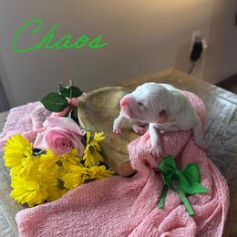 Chaos - White and black female Dalmatian puppy in Mount Vernon, Missouri from Spots & Spirals