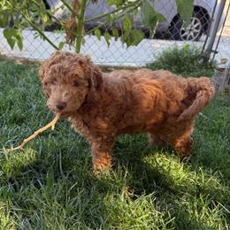 Red - Red male Labradoodle puppy in Lancaster, California from Mini Doodles