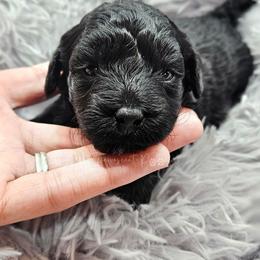 Black Phantom Boy, Djoser - Phantom male Poodle puppy in Coolidge, Arizona from Effervescent-Pooches