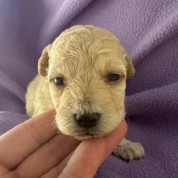 Leslie - Apricot female Maltipoo puppy in Alexander, Arkansas from Durham's Designer Poos