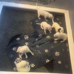 Girl 2 - White and black female Dalmatian puppy in Williamsburg, Ohio from Dewey’s Dals