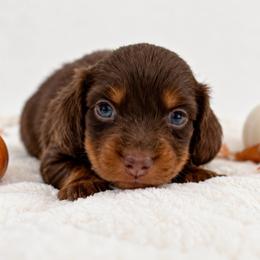 Copper - Chocolate and tan male Dachshund puppy in Port Saint Lucie, Florida from ThePuppyVille