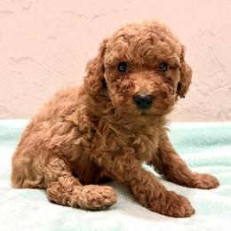 Red male 1 - Red  male Poodle puppy in Williston, Florida from JD French Bulldogs, Mini Poodles, and Border Collies