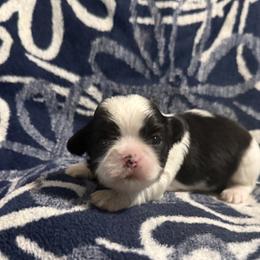 Skip - Brindle and white male Shih Tzu puppy in Sharon, Pennsylvania from Keystone Danes and Shih tzus