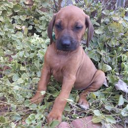 Sophie - Rd whtn blk nose female Rhodesian Ridgeback puppy in Carney, Oklahoma from River Run Parson Russell terriers & River Run Ridgebacks