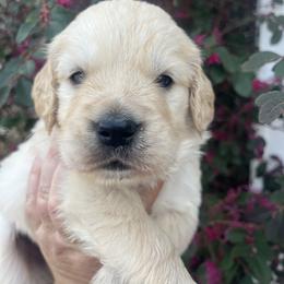 Green - Light golden male Golden Retriever puppy in Jesup, Georgia from Painted Platinum Retrievers (Painted Platinum Kennel) PPK
