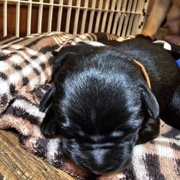 Orange - Black male Labrador Retriever puppy in Siloam Springs, Arkansas from Karemy Kennels (Karemy Labradors)