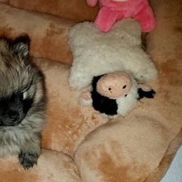 Pomeranian Puppies from My Secret Poms