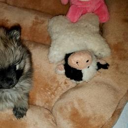 Pomeranian Puppies from My Secret Poms