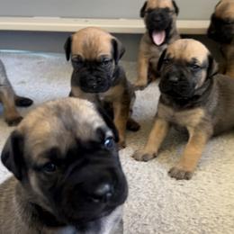 Boerboel and Staffordshire Bull Terrier Puppies from Redwood Coast Staffords & Austin Creek Boerboels