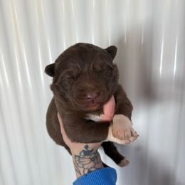 Red - Red and white female Siberian Husky puppy in Jonesborough, Tennessee from Dry Creek Siberians