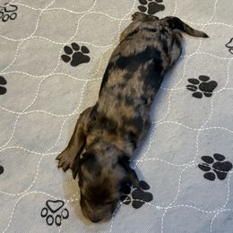 Java - Blue merle male Aussiedoodle puppy in High Point, North Carolina from Kingsfield Doodles