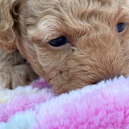 Poodle Puppies from Pet Guardian Smart Kennels, LLC