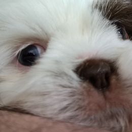 Shih Tzus from Sharleen's Paw-fect Shih Tzus
