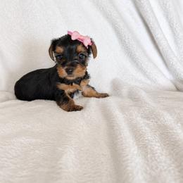 Yorkshire Terrier Puppies from TheDogHouse