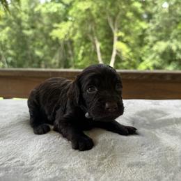 Grey Collar - Chocolate female Boykin Spaniel puppy in Comer, Georgia from Weavers Kennels