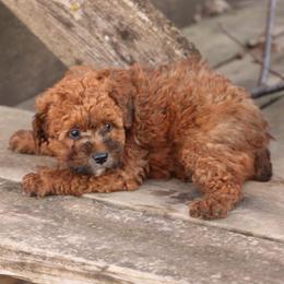 Jack - Red male Whoodle puppy in West Bend, Iowa from Blue Skies Terriers