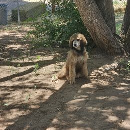 Rosalee - Sable female Poodle puppy in Snowflake, Arizona from TaylorMade Standard Poodles