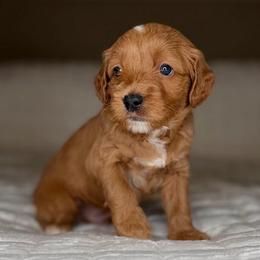 Guardian Puppy Opportunity (see description) - Red  male Goldendoodle puppy in Portland, Oregon from Smith Family Doodles