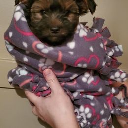 Yorkshire Terrier Puppies from Sweet Fur Babies