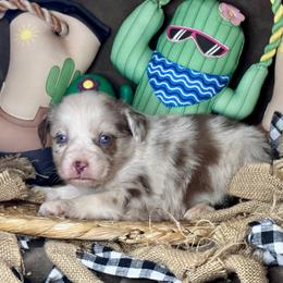 Caspian - Red merle male Miniature Australian Shepherd puppy in California from Eagle River Aussies