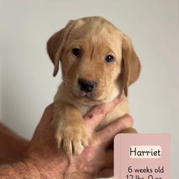 Harriet - Yellow female Labrador Retriever puppy in Lonsdale, Minnesota from Cedar Ridge Labradors