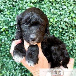 Turquoise - Black and white female Aussiedoodle puppy in Corydon, Indiana from Ridgeline Doodles