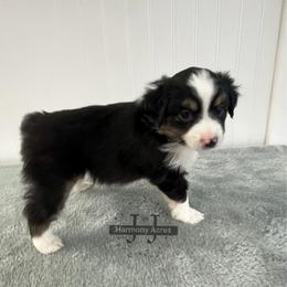 Hugs - Black tri male Miniature Australian Shepherd puppy in Mt Juliet, Tennessee from J&J Harmony Acres