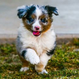 Miniature Australian Shepherd Puppies from Rockin D Mini Aussies