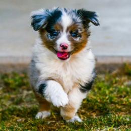 Miniature Australian Shepherd Puppies from Rockin D Mini Aussies