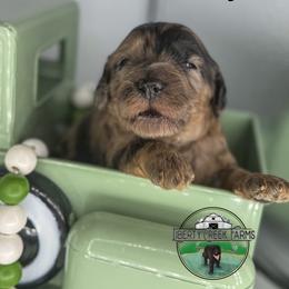 Mr.Darcy - Merle male Goldendoodle puppy in Ocoee, Tennessee from Liberty Creek Farms