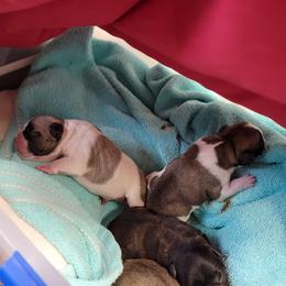 French Bulldog Puppies from Treasure Wylie