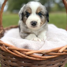 Storm - Blue merle male Australian Shepherd puppy in Newton, Mississippi from Bright Star Aussies