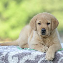 Labrador Retriever Puppies from Avery Labradors