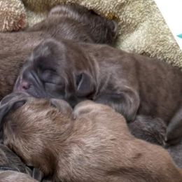 Strawberry - Blue female French Bulldog puppy in Spotsylvania, Virginia from Lakeview Frenchies