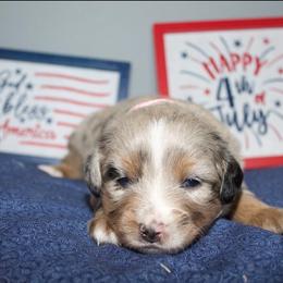 Liberty - Blue merle female Miniature Australian Shepherd puppy in Kissee Mills, Missouri from Clinkenbeard Kennel
